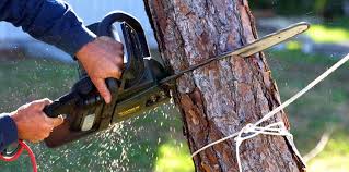 How Our Tree Care Process Works  in  Hohenwald, TN