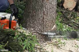 Best Pest Control for Lawns  in Hohenwald, TN