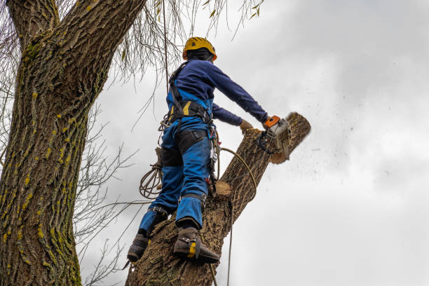 Best Aeration Services  in Hohenwald, TN