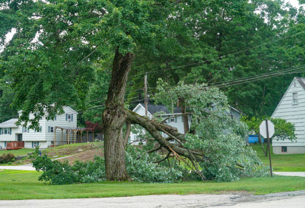 Professional Tree Removal in Hohenwald, TN