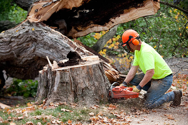 Best Tree Removal  in Hohenwald, TN