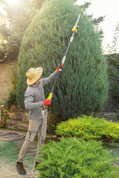 Best Fruit Tree Pruning  in Hohenwald, TN