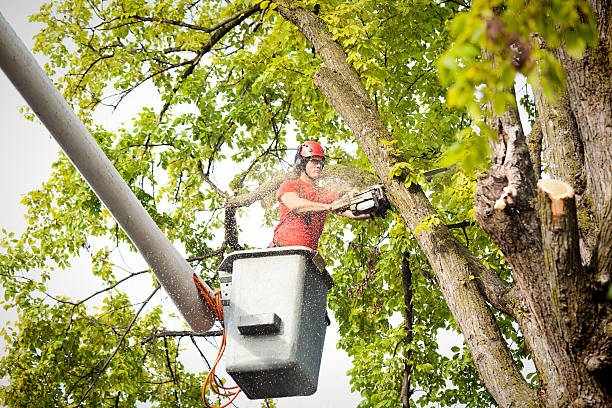 Leaf Removal in Hohenwald, TN