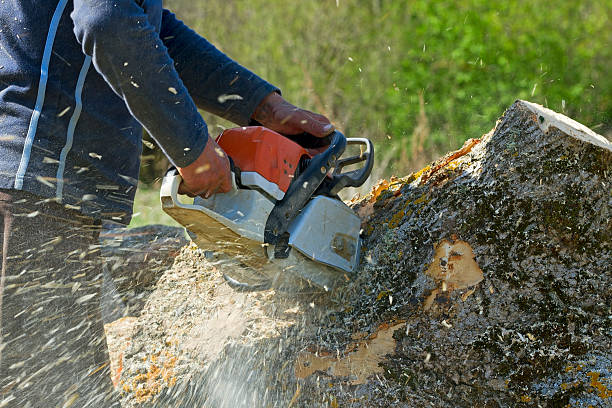 Lawn Grading and Leveling in Hohenwald, TN