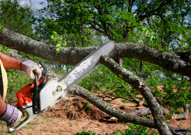 Best Storm Damage Tree Cleanup  in Hohenwald, TN